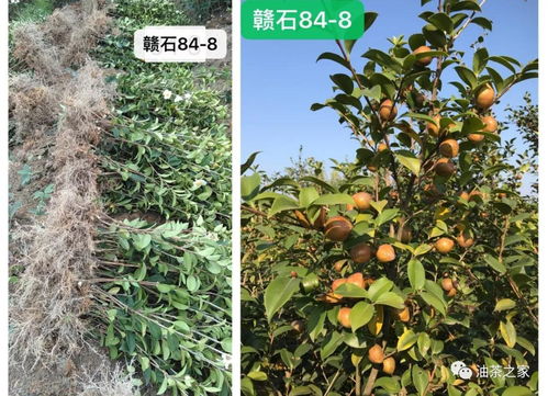 又是一年春來到，油茶種植正當時 良種壯苗與農副產品銷售的雙重關鍵