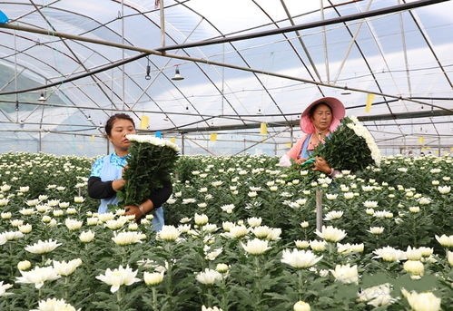 不負青山 逐綠前行 鎮寧自治縣書寫林業高質量發展綠色答卷