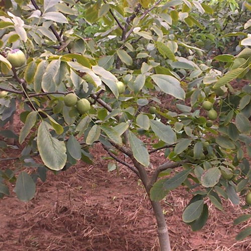 豐產核桃樹苗種植與經營技術指南