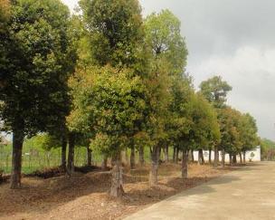 宿州市徽之風苗木種植有限責任公司 專業(yè)樹木種植與經(jīng)營管理