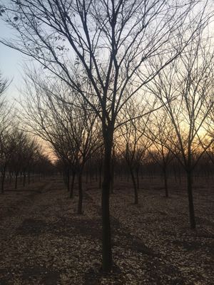 精選優質苗木供應，打造綠色生態之美