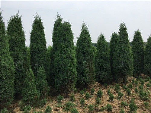 陜縣河南檜綠化苗木服務 放心可靠的綠色選擇與農副產品銷售