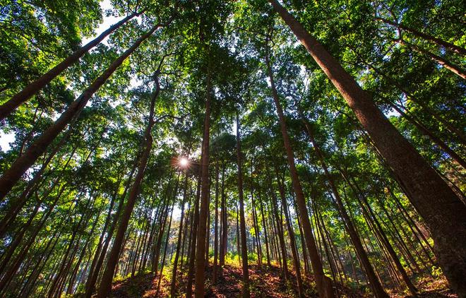 種樹容易砍樹難？——剖析林木采伐許可證辦理的挑戰與平衡