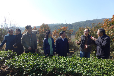 福建省臺聯赴漳州調研兩岸融合發展工作，聚焦農副產品銷售新路徑